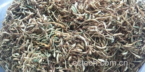 栗子花与其它花草茶对比图