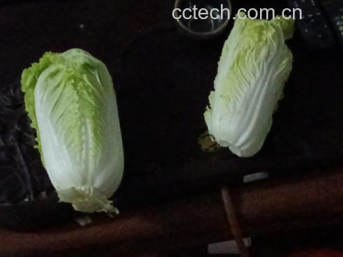 娃娃菜不同颜色对比图