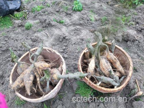 葛根与水飞蓟植株对比图