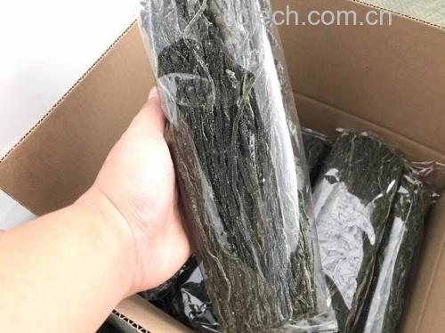 海带实物图