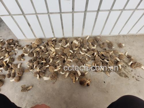 羊肚菌实物对比图