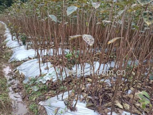 西柿子果园实景:整齐挂果的阳丰甜柿树,果实橙红饱满,叶片浓绿有光泽,晨露未散
