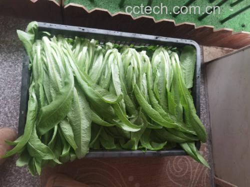 成品图:油麦菜与青菜炒制完成装盘