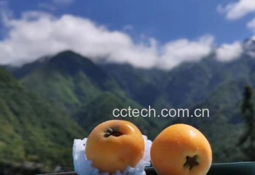 拐枣与新鲜枇杷特写