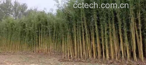 金镶玉竹林实景图