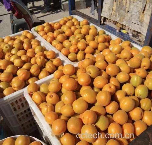 巨蜜王杏与金太阳杏对比图