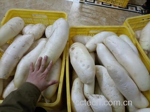 白萝卜与虫草食材展示