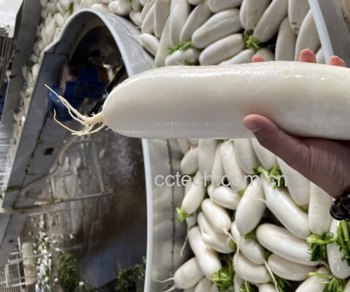 虫草与白萝卜食材清洗过程
