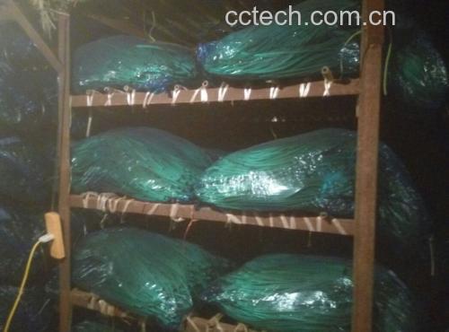 家庭级蒜薹保鲜操作图:玻璃保鲜罐中盛放清水,蒜薹根部浸入水中约2cm,茎体竖直向上,罐口覆盖打孔保鲜膜,整体置于家用冰箱冷藏室蔬果格内