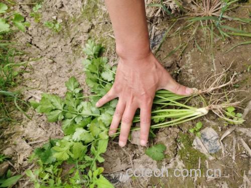 香菜根煮水过程图