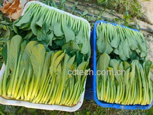 白菜幼苗特写