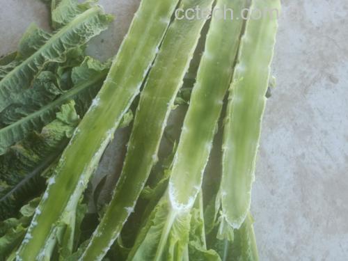 新鲜莴苣与抽薹莴苣横切面对比