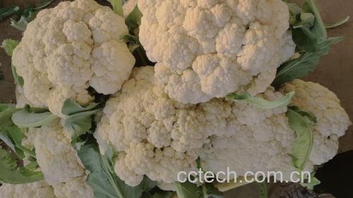 菜花选购对比图:左侧为优质菜花(花球洁白紧密、茎部断面乳白、外叶翠绿包裹),右侧为劣质菜花(花球泛黄松散、茎部褐变空心、外叶萎蔫发黄)