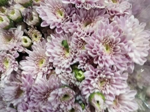 菜花营养对比图:左侧为传统粗切菜花(花蕾大小不一、边缘毛糙、部分发褐),右侧为本文方法处理的菜花(花蕾均匀饱满、色泽雪白、形态完整)