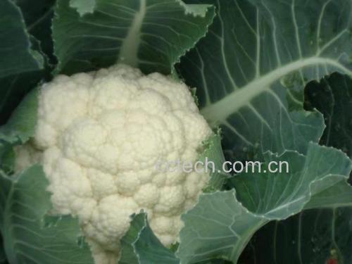 新鲜菜花与带斑点菜花对比图
