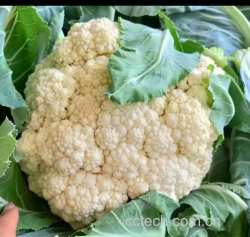 白菜苔特写