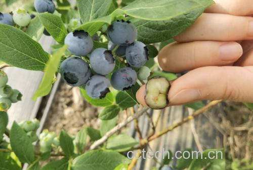 蓝莓浓缩汁营养成分分析图