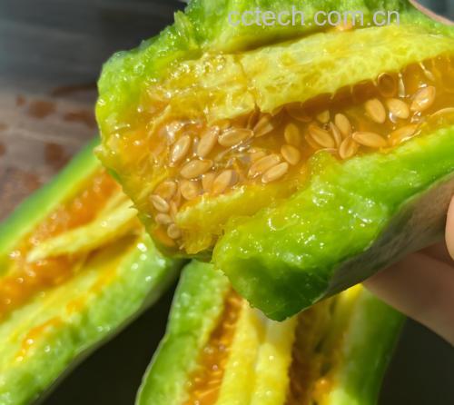 切开的新鲜黄瓜横截面