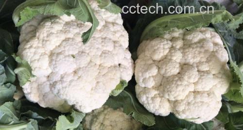 松花菜与辣椒菜野菜搭配图