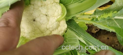 松花菜营养成分表