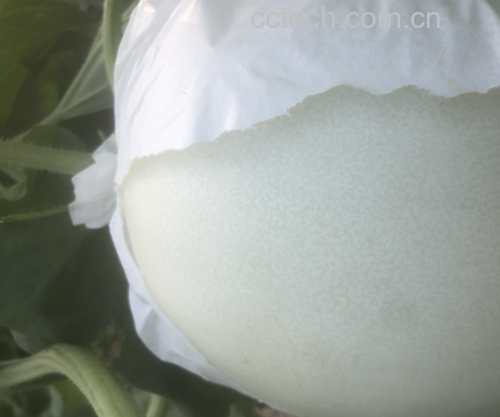玉菇甜瓜切开展示果肉