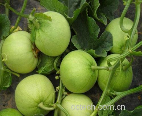 绿宝甜瓜凉拌小菜成品图