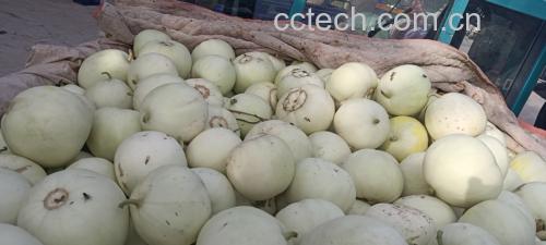 市场中堆放的新鲜绿宝甜瓜展示其整齐排列与成熟状态