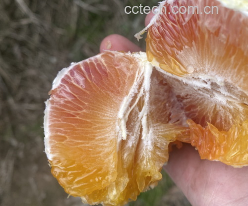 血橙沉淀在食品中的应用