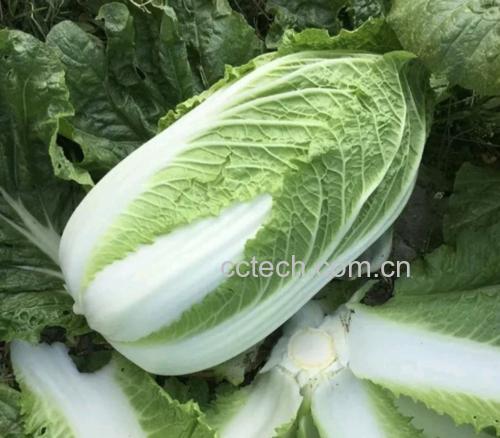 黄心白菜晾晒成品
