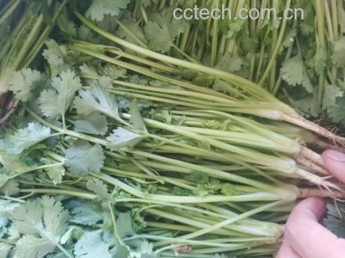 野生大叶香菜用于凉拌菜肴