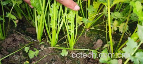 香菜与其他蔬菜的营养对比图