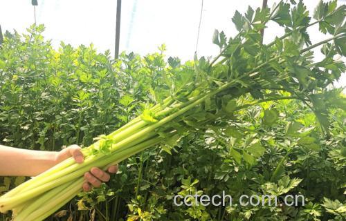 西芹与柠檬榨汁的成品图