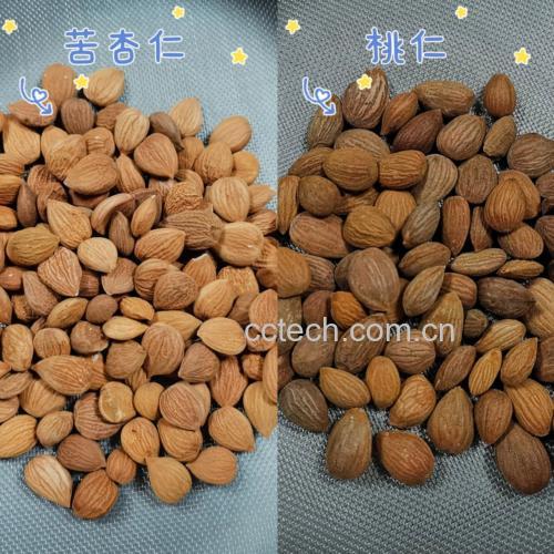 误食果核导致中毒机制示意图