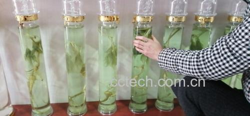 密封玻璃瓶中的林下参泡酒过程