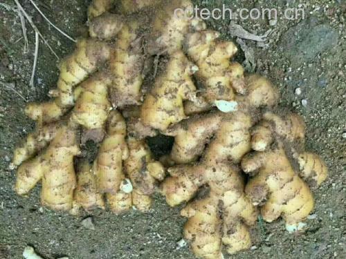 老姜真伪对比实验图：左侧为三年窖藏老姜粉（棕褐色、细腻油润、指尖捻开有明显油脂感）；右侧为普通干姜粉（浅黄褐色、干燥松散、无油光）；中间并列两份HPLC色谱图，箭头标出[6]-shogaol峰（老姜峰高为普通姜的5.1倍）
