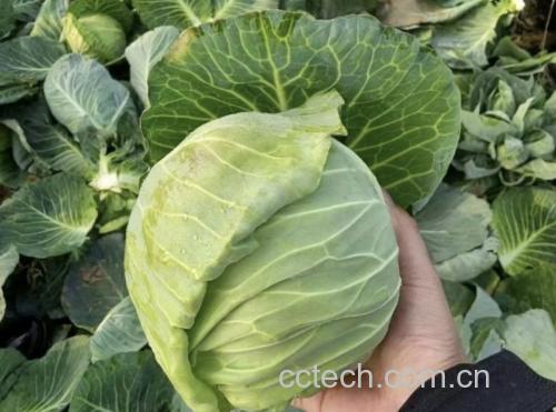 湖南圆包菜种植基地土壤剖面与采收场景