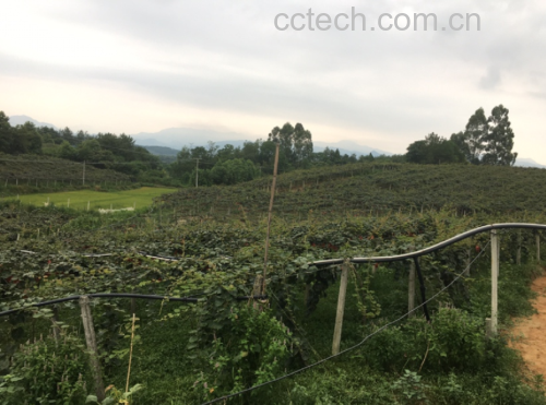 红心猕猴桃果园实景图
