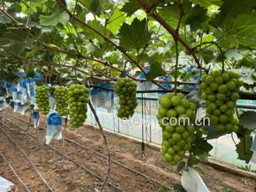 阳光玫瑰无核葡萄种植基地航拍图