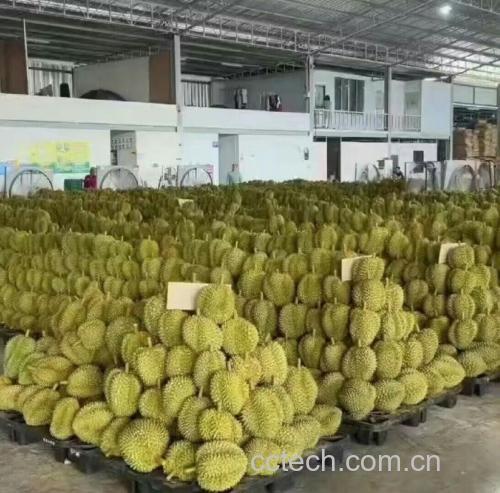 水果选购建议场景图