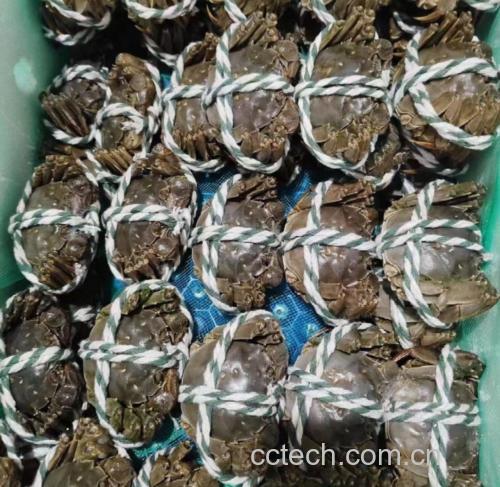 六月黄大闸蟹展示图