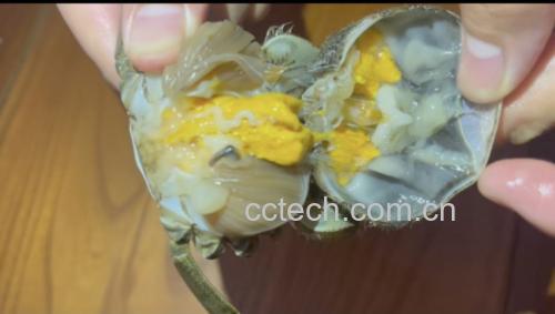 六月黄大闸蟹蟹黄特写