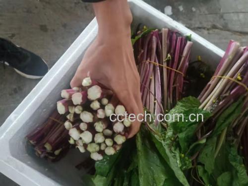 新鲜采摘的红菜苔与白菜苔并列摆放,红菜苔茎部呈紫红色,叶片翠绿;白菜苔整体偏绿白色,嫩芽细长,背景为木质厨房台面,光线柔和自然