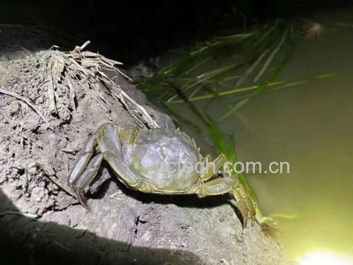 厨师正在用姜葱炒制六月黄大闸蟹，锅气十足