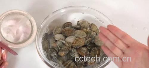 花蛤在阳光下的沙滩上张开壳吐沙