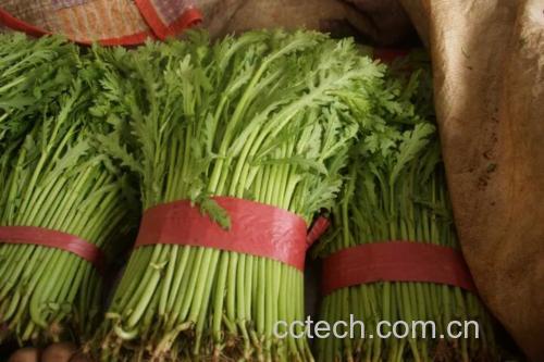 蒿子杆植株图