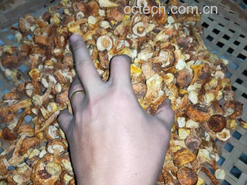 姬松茸番茄炖煮过程图