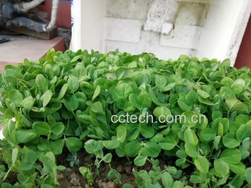 荷兰豆尖苗田间生长实景