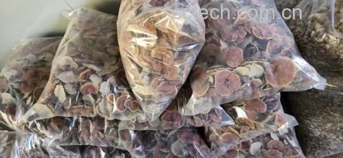 现代化灵芝加工车间中的自动切片生产线