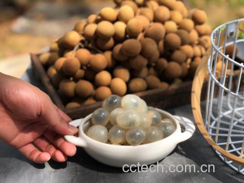 储良龙眼科学食用指南信息图示意图