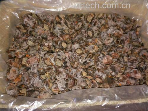 柿子表面的白色成团物特写